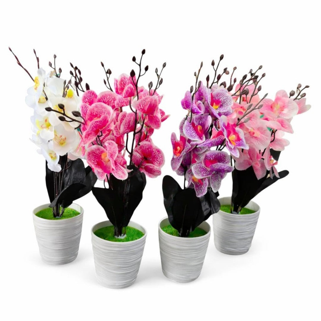 BONSAI ORQUITEA MACETA 18CM