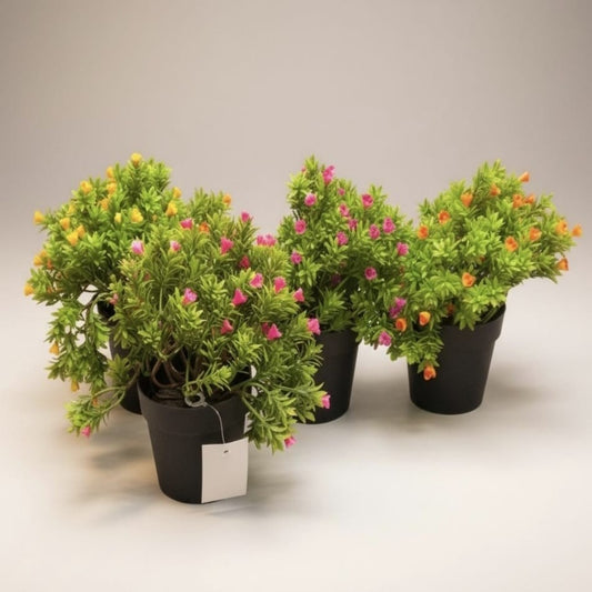 ROSA MINI EN MACETA HY-34