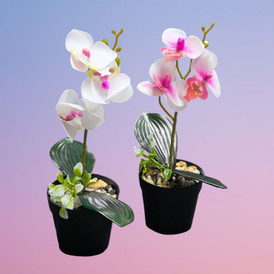 ORQUIDEA MACETA A